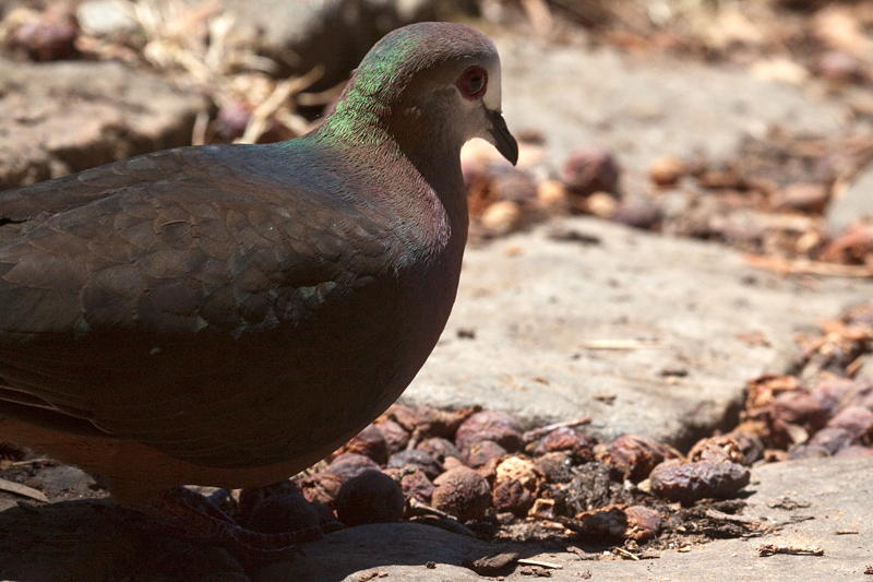 Male Lemon Dove (Cinnamon Dove), Kirstenbosch National Botanical Garden, Cape Town, South Africa