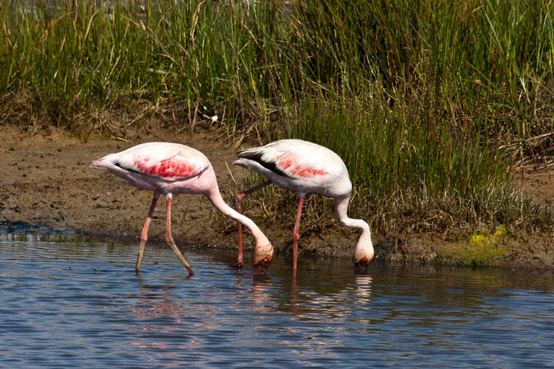 Lesser Flamingo, Velddrif Salt Works, South Africa
