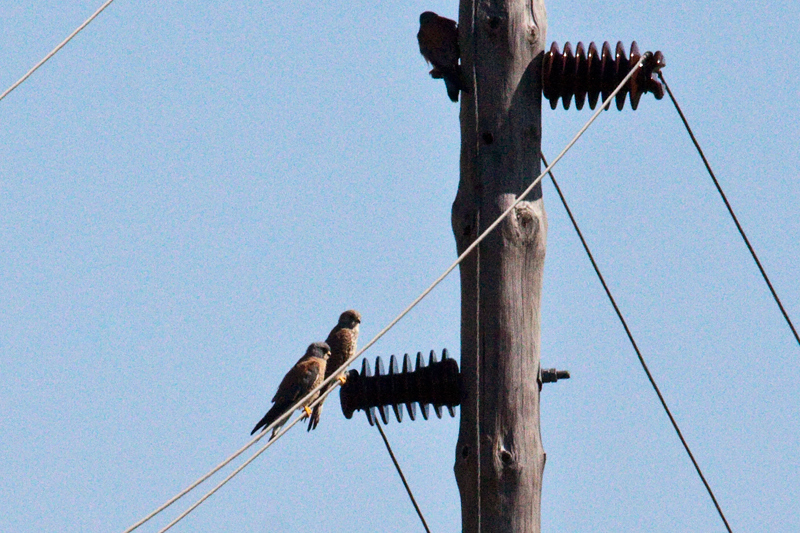 Lesser Kestrel, en route KwaNdaba Game Lodge to Zaagkuildrift Road, South Africa