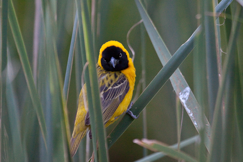 Lesser Masked Weaver, KwaNdaba Game Lodge, South Africa