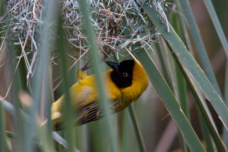 Lesser Masked Weaver, KwaNdaba Game Lodge, South Africa