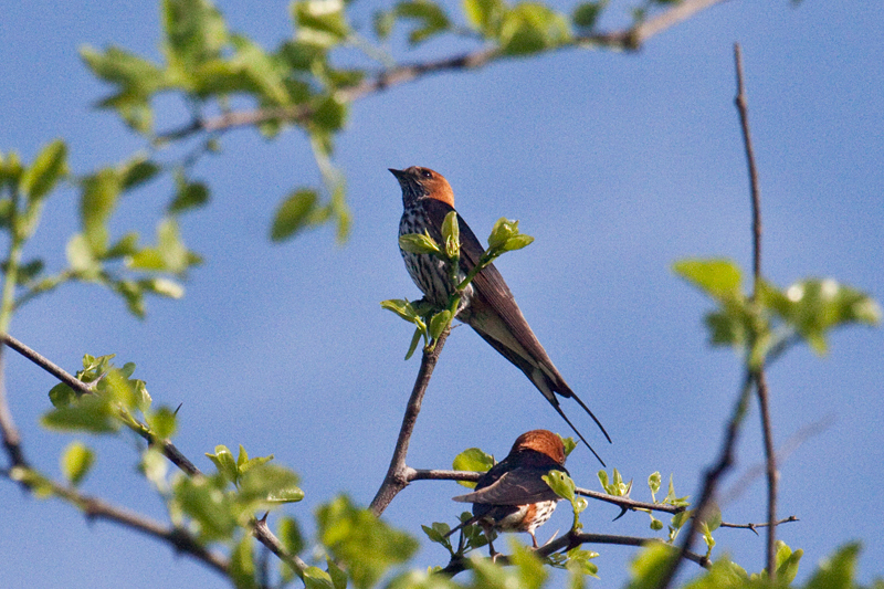 Lesser Striped Swallow, Mkuze Game Reserve, South Africa