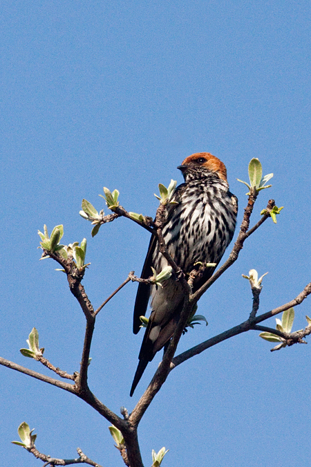 Lesser Striped Swallow, Mkuze Game Reserve, South Africa