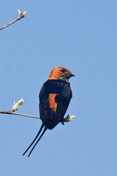 Lesser Striped Swallow, Mkuze Game Reserve, South Africa