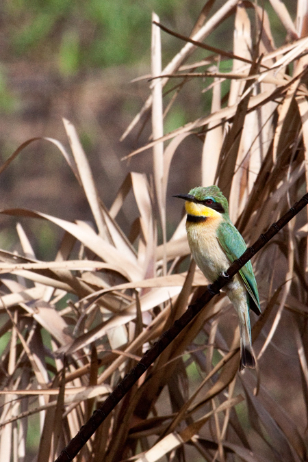 Little Bee-eater, Cape Vidal, iSimangaliso Wetland Park, KwaZulu-Natal, South Africa