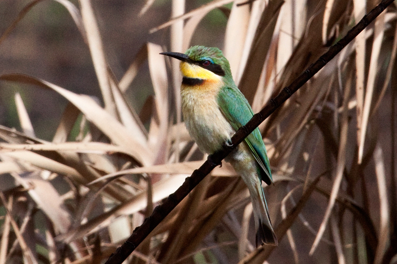 Little Bee-eater, Cape Vidal, iSimangaliso Wetland Park, KwaZulu-Natal, South Africa