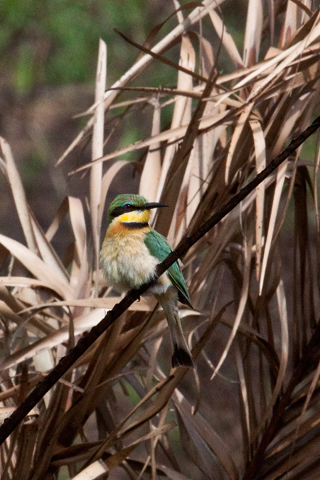 Little Bee-eater, Cape Vidal, iSimangaliso Wetland Park, KwaZulu-Natal, South Africa