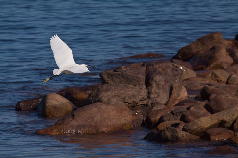 Little Egret, Kommetjie, South Africa