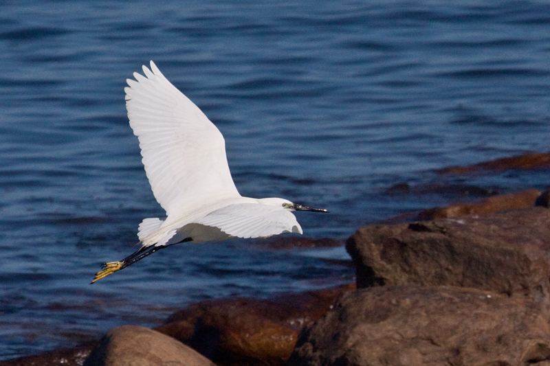 Little Egret, Kommetjie, South Africa