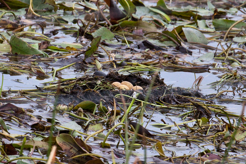 Little Grebe and Eggs, en route Ceres to Velddrif, South Africa