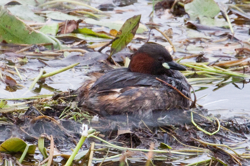 Nesting Little Grebe, en route Ceres to Velddrif, South Africa