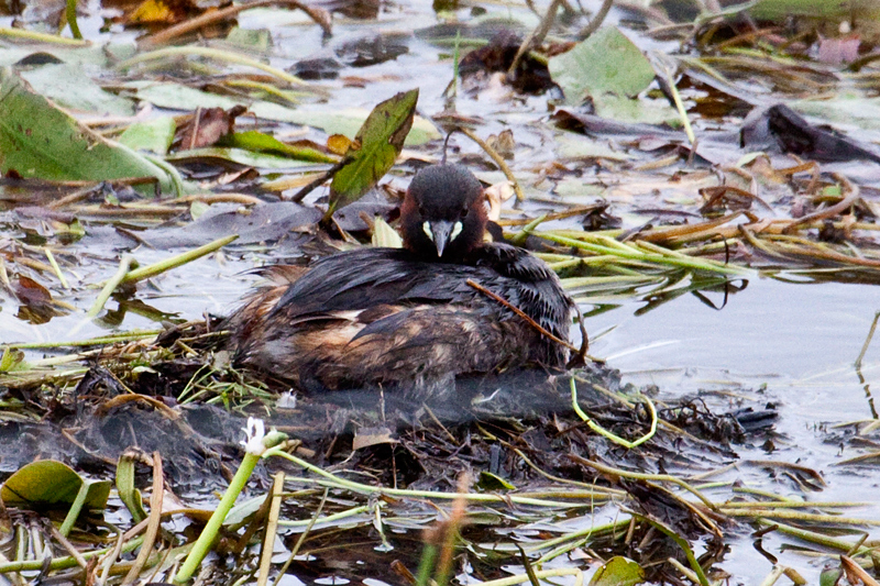 Nesting Little Grebe, en route Ceres to Velddrif, South Africa