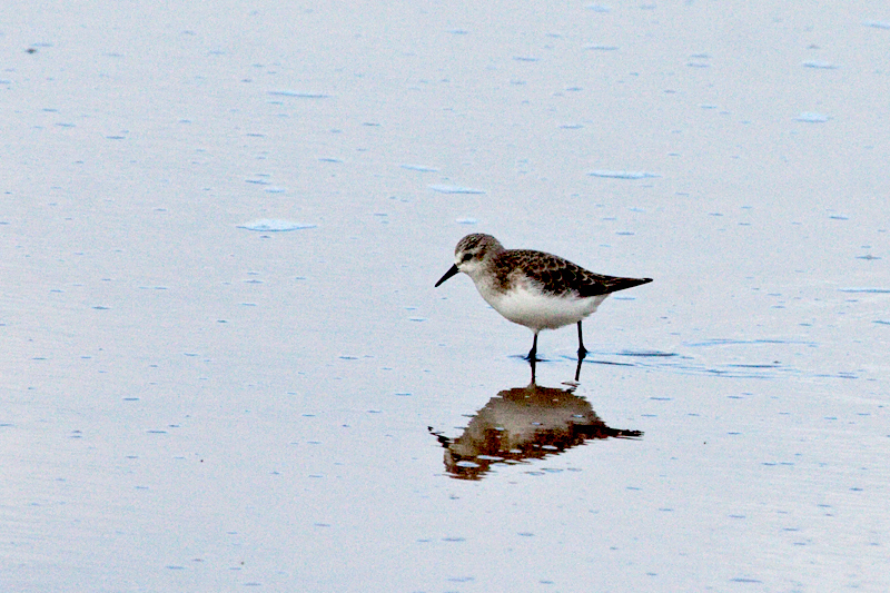 Little Stint, Velddrif Salt Works, South Africa