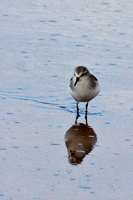 Little Stint, Velddrif Salt Works, South Africa