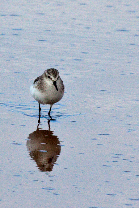 Little Stint, Velddrif Salt Works, South Africa