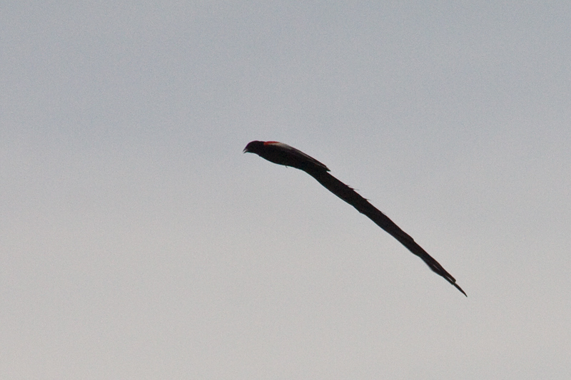 Long-tailed Widowbird, Wakkerstroom, South Africa