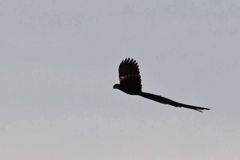 Long-tailed Widowbird, Wakkerstroom, South Africa