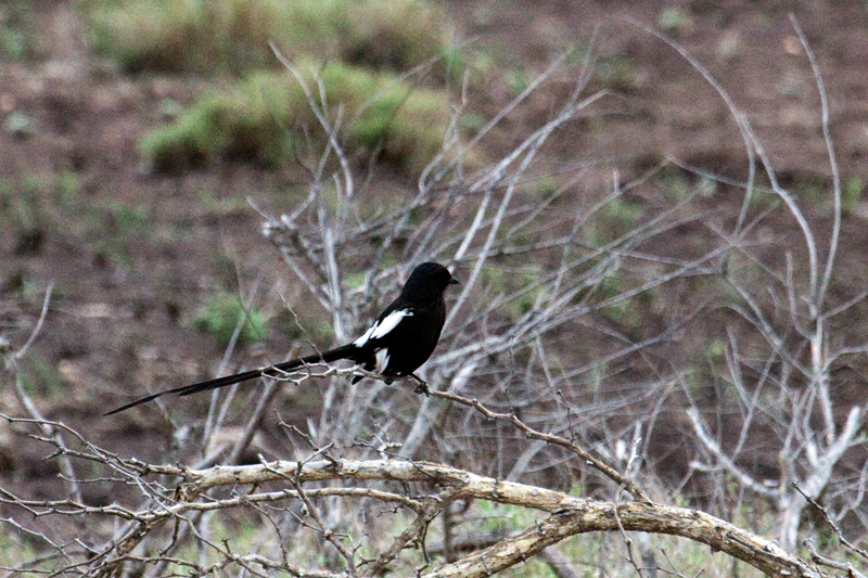 Magpie Shrike, En Route Olifant's to Satara Rest Camp, Kruger National Park, South Africa