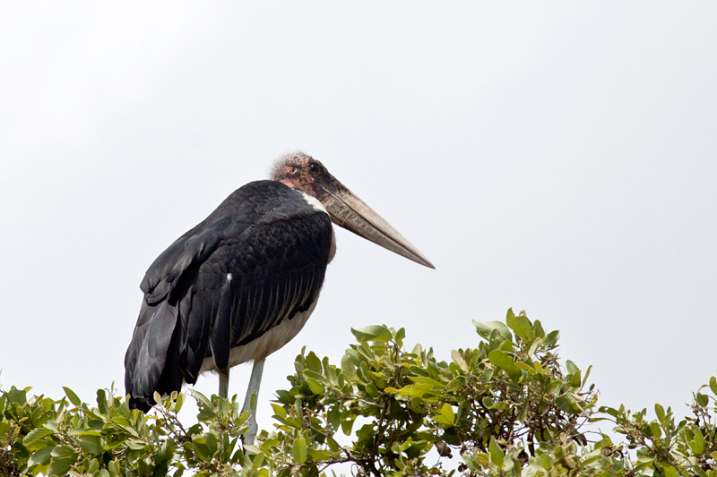 Marabou Stork, en route Olifant's to Letaba Rest Camp, Kruger National Park, South Africa