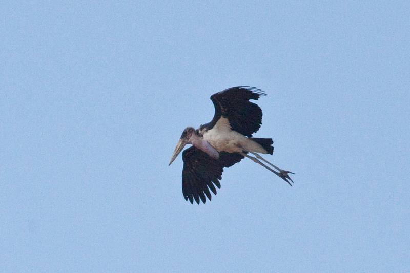 Marabou Stork, Letaba Rest Camp, Kruger National Park, South Africa