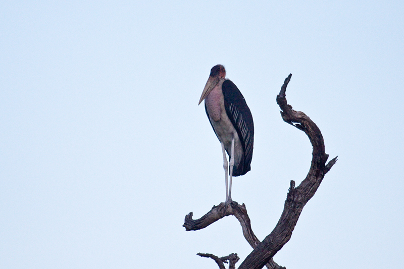 Marabou Stork, Letaba Rest Camp, Kruger National Park, South Africa