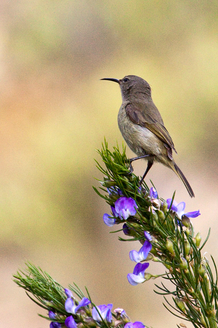 Female Malachite Sunbird, Fernkloof Nature Reserve, Hermanus, South Africa