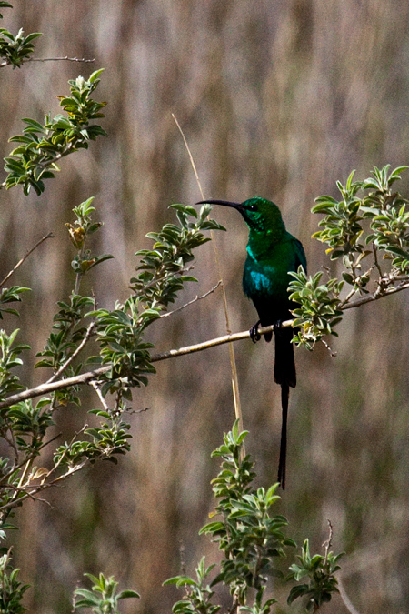 Male Malachite Sunbird, Ceres, South Africa