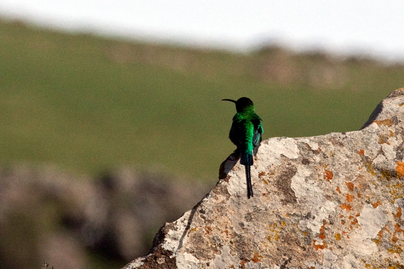 Male Malachite Sunbird, Dullstroom, South Africa