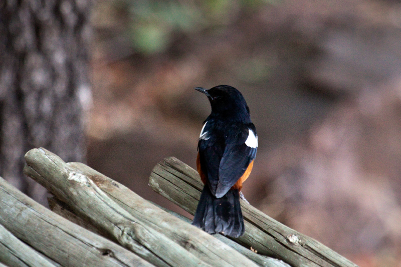 Mocking Cliff-Chat, en route Olifant's to Letaba Rest Camp, Kruger National Park, South Africa