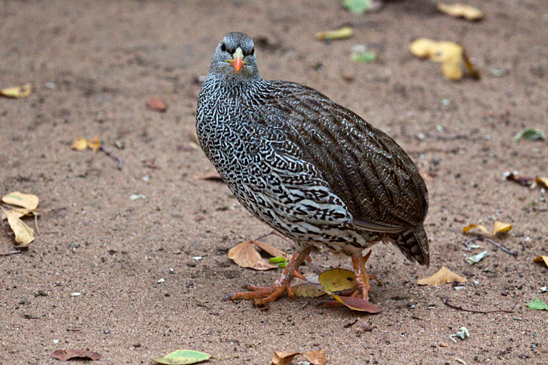 Natal Spurfowl (Natal Francolin), Letaba Rest Camp, Kruger National Park, South Africa