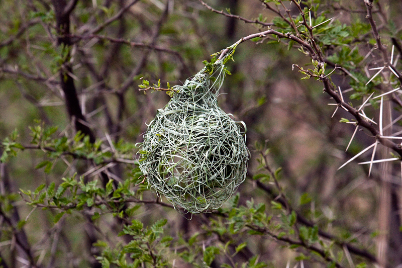 Southern Masked Weaver Nest, Ceres, South Africa