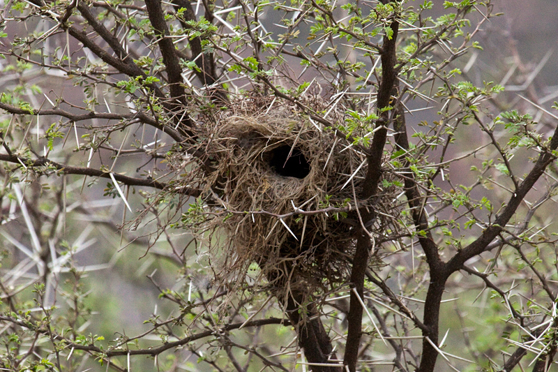 Cape Sparrow Nest, Ceres, South Africa