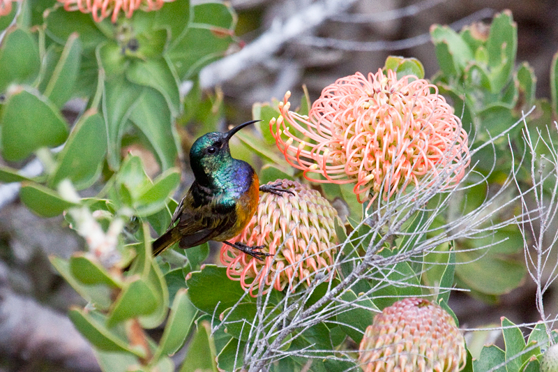 Orange-breasted Sunbird, Fernkloof Nature Reserve, Hermanus, South Africa