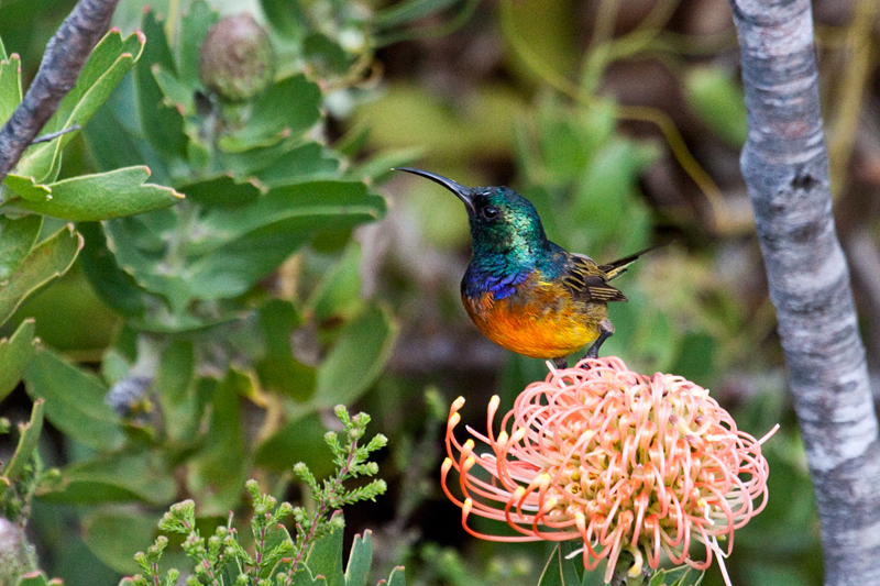 Orange-breasted Sunbird, Fernkloof Nature Reserve, Hermanus, South Africa