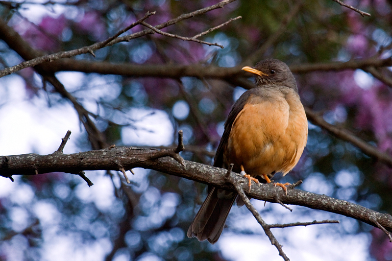 Olive Thrush, Fernkloof Nature Reserve, Hermanus, South Africa