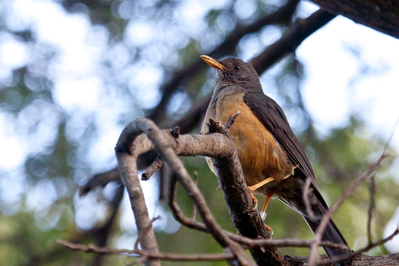 Olive Thrush, Fernkloof Nature Reserve, Hermanus, South Africa