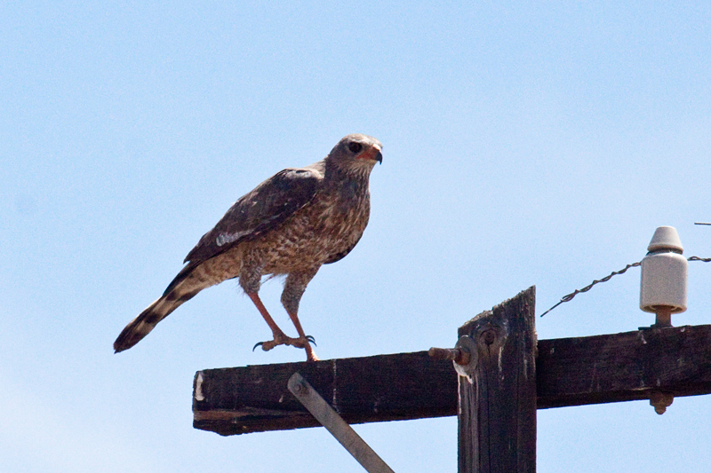 Immature Pale Chanting Goshawk, The Karoo, South Africa