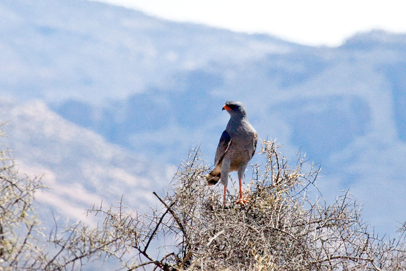 Adult Pale Chanting Goshawk, The Karoo, South Africa