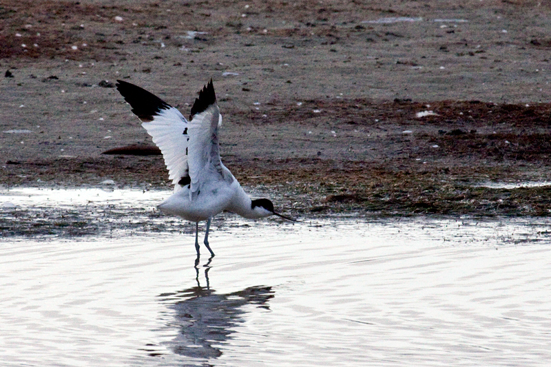 Pied Avocet, Velddrif Salt Works, South Africa