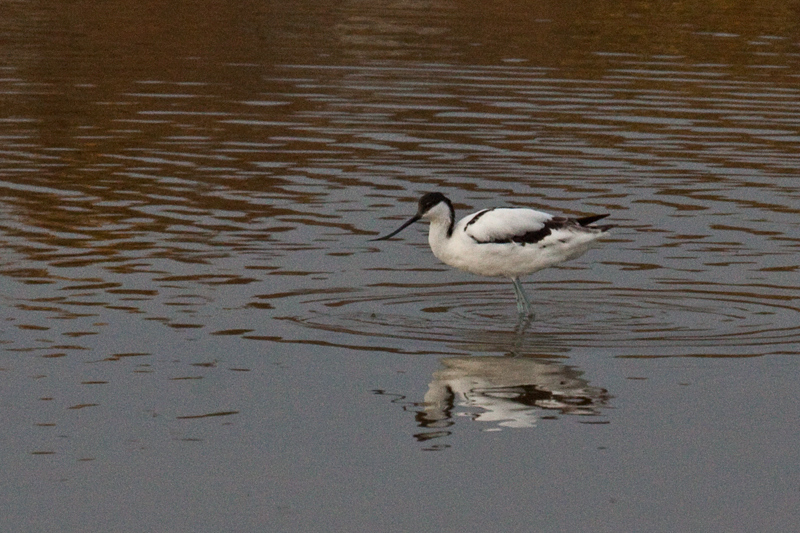 Pied Avocet, Velddrif Salt Works, South Africa