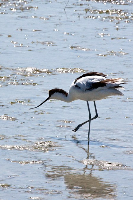 Pied Avocet, West Cape National Park, South Africa