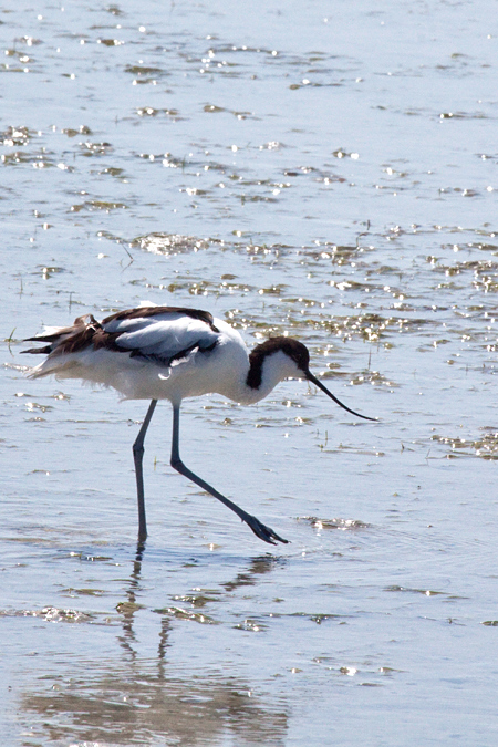 Pied Avocet, West Cape National Park, South Africa