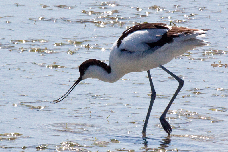 Pied Avocet, West Cape National Park, South Africa