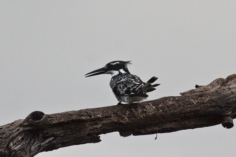 Pied Kingfisher, Lake Panic Bird Hide, Kruger National Park, South Africa