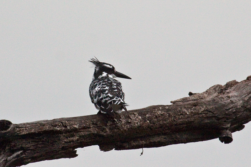 Pied Kingfisher, Lake Panic Bird Hide, Kruger National Park, South Africa