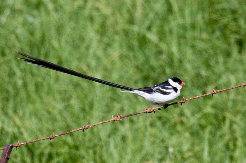 Pin-tailed Whydah, Western Cape, South Africa