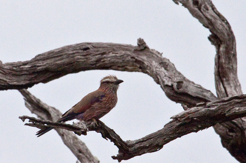 Purple Roller (Rufous-crowned Roller), En Route Skukuza to Olifant's Rest Camp, Kruger National Park, South Africa