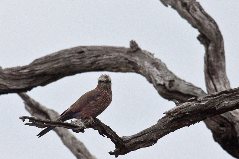 Purple Roller (Rufous-crowned Roller), En Route Skukuza to Olifant's Rest Camp, Kruger National Park, South Africa