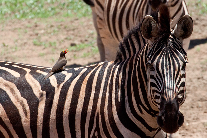 Red-billed Oxpecker on Burchell's Zebra, Kumasinga Waterhole, Mkuze Game Reserve, iSimangaliso Wetland Park, KwaZulu-Natal, South Africa