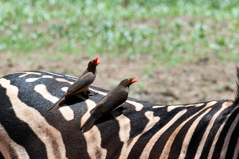 Red-billed Oxpecker on Burchell's Zebra, Kumasinga Waterhole, Mkuze Game Reserve, iSimangaliso Wetland Park, KwaZulu-Natal, South Africa